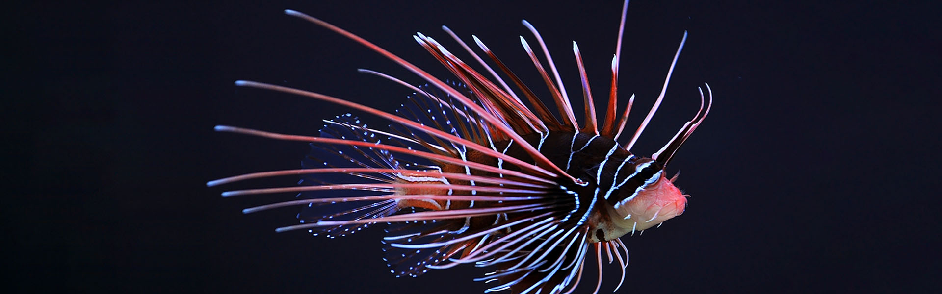 Radial lionfish